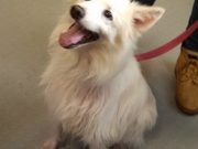 Beverly Animal Shelter Pets of the Week: Pets for winter