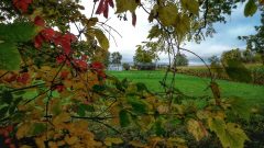 Splash of color after morning rain in Yates (photo)