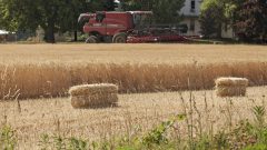 Golden Fields