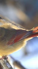 Female cardinal soaking up the icy cold rays (photo)