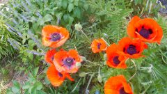 Poppies bloom as temperatures rise in Enfield (photo)