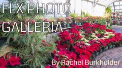 Blooming through Winter at Lamberton Conservatory (FLX Photo Galleria)
