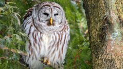 For the bird nerds: Montezuma Audubon Center to hold owl dissection workshop