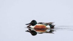 A Northern Shoveler in Cayuga County (photo)