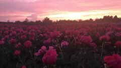 Pink Persuasion in Seneca County (photo)