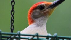 Red Bellied Woodpecker in Ontario County (photo)