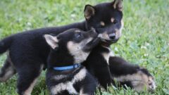 Shiba Brothers in Wayne County (photo)