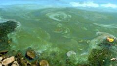 Health department: Algal bloom closes beaches in Skaneateles