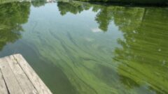 Algae toxins found at low levels in Skaneateles Lake intake pipes