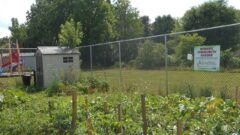 Community Garden is in Bloom in Wayne County (photo)
