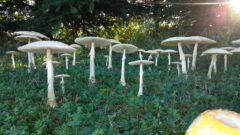 Mushroom Garden in Yates County (photo)