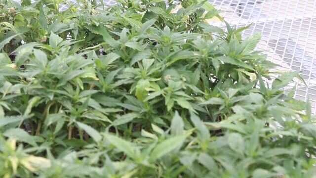 New farm bill could herald hemp resurgence in Southern Tier, Schumer says