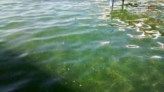 Testing will determine if Skaneateles Lake algae is toxic