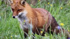 Sweet Red Fox in Ontario County (photo)